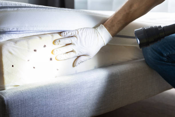 Best Wasp Removal Services  in West Frankfort, IL